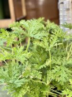 Zdjęcie rośliny Pelargonium graveolens Lemon tree (Geranium), ujęcie 3