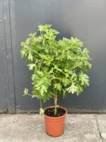 Zdjęcie rośliny Pelargonium graveolens Lemon tree (Geranium), ujęcie 1