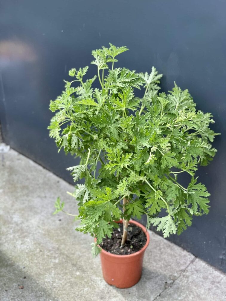 Zdjęcie rośliny Pelargonium graveolens Lemon tree (Geranium), ujęcie 2