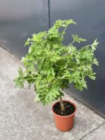 Zdjęcie rośliny Pelargonium graveolens Lemon tree (Geranium), ujęcie 3