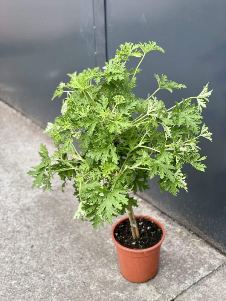 Zdjęcie rośliny Pelargonium graveolens Lemon tree (Geranium), ujęcie 3