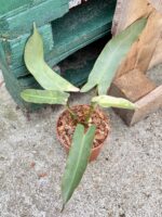 Zdjęcie rośliny Philodendron atabapoense, ujęcie 1