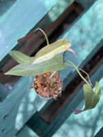 Zdjęcie rośliny Philodendron atabapoense, ujęcie 1