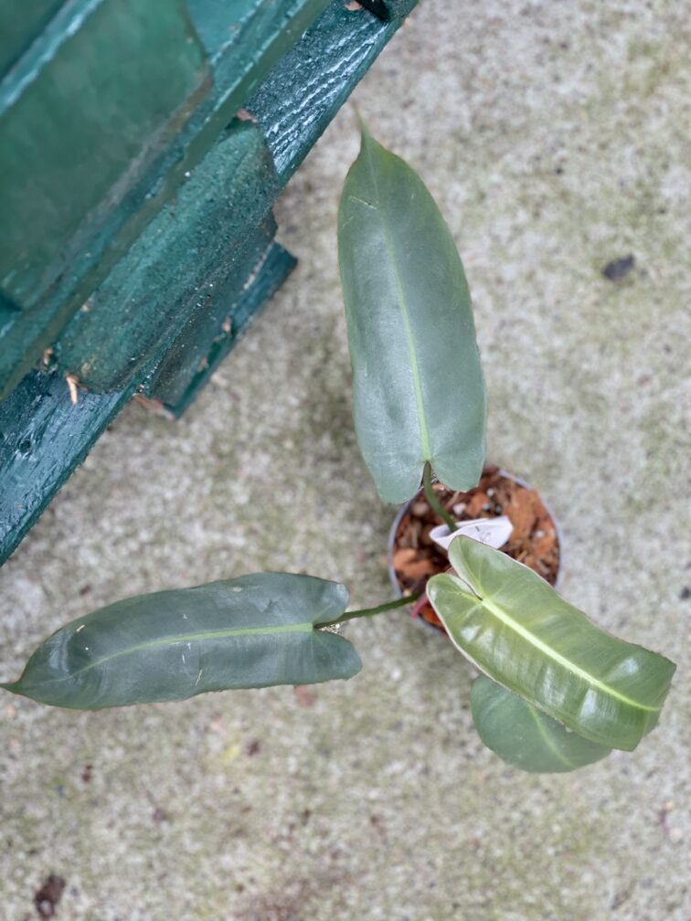 Zdjęcie rośliny Philodendron atabapoense, ujęcie 3