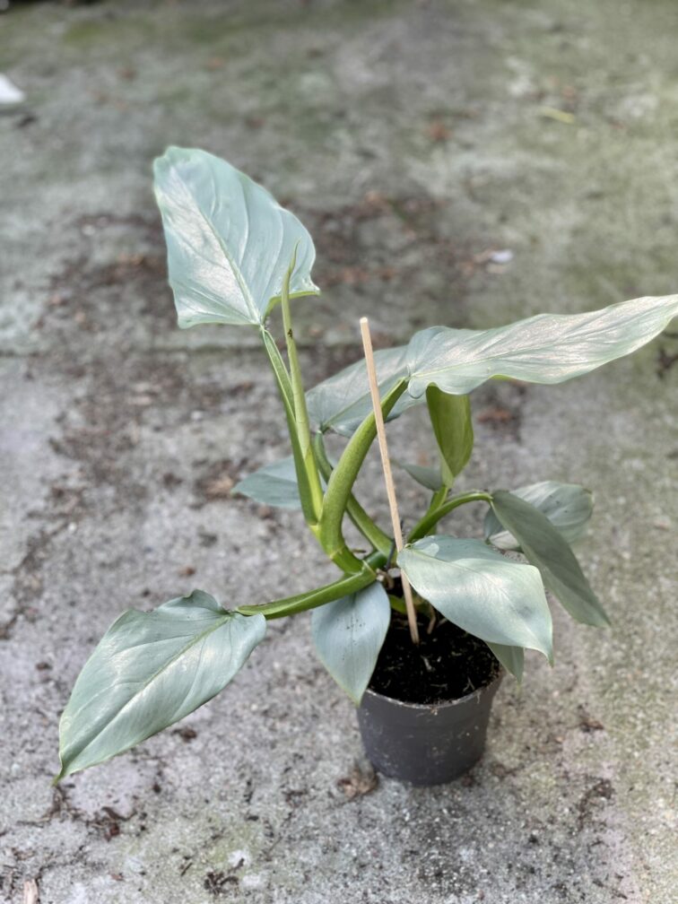 Zdjęcie rośliny Philodendron Silver Queen, ujęcie 1
