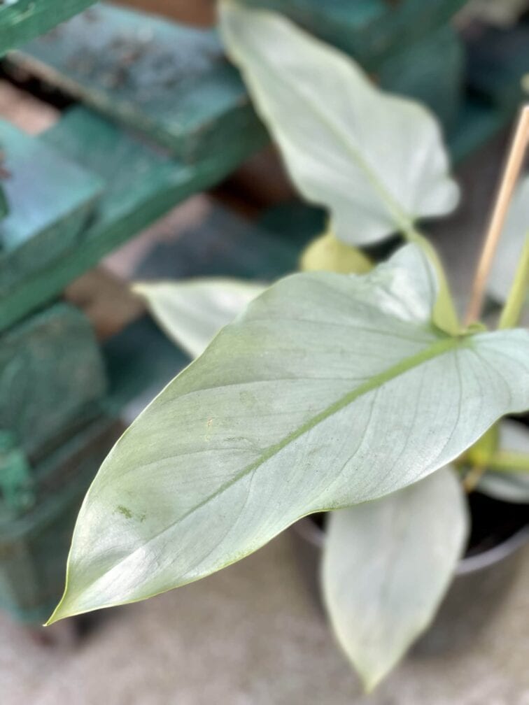 Zdjęcie rośliny Philodendron Silver Queen, ujęcie 2
