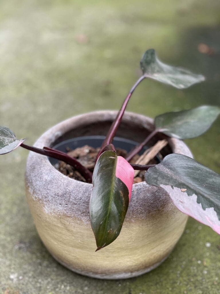 Philodendron Pink Princess