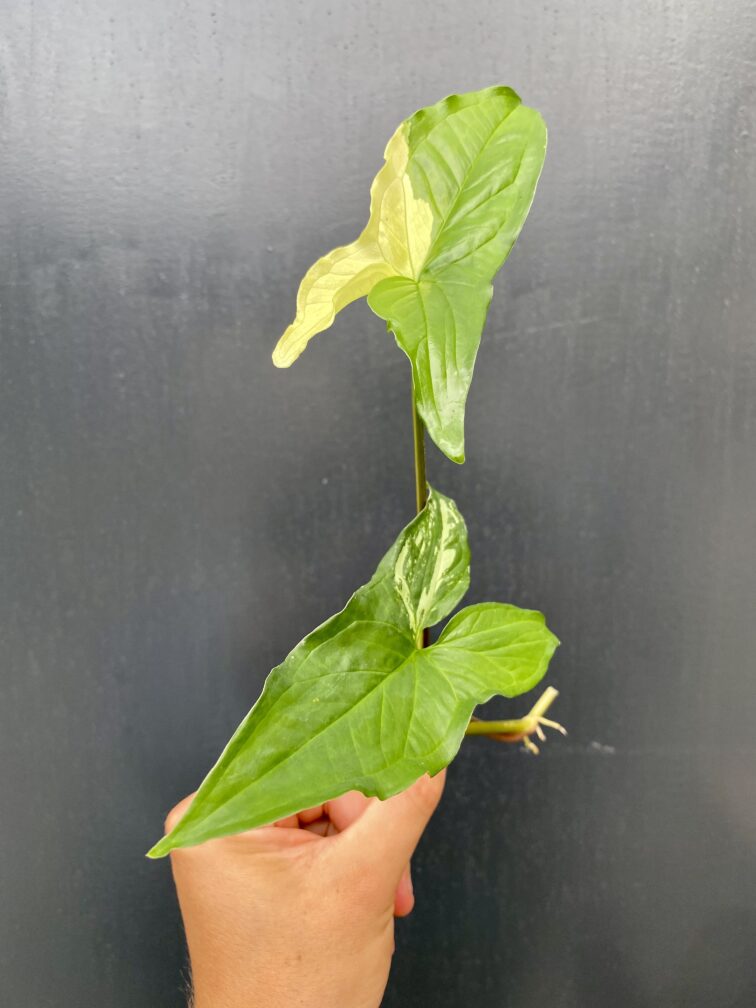 Zdjęcie rośliny Sadzonka Syngonium Podophyllum Albo Variegata, ujęcie 3