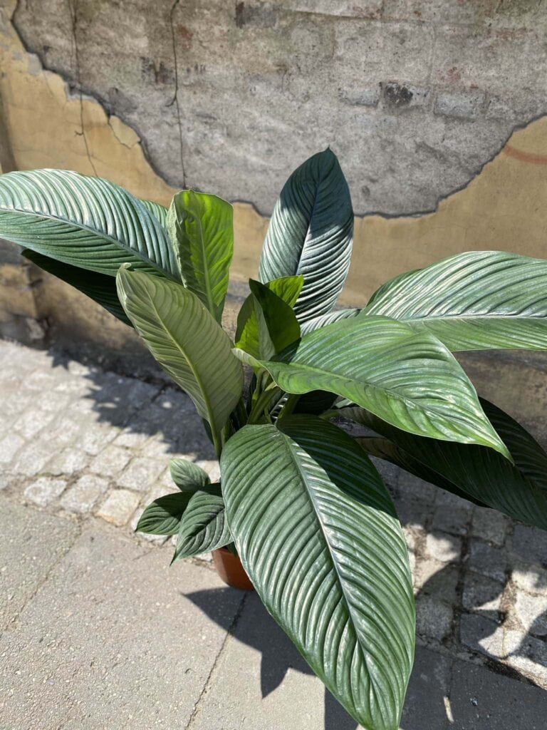 Skrzydłokwiat Sensation Spathiphyllum