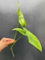 Zdjęcie rośliny Syngonium Emerald Gem - sadzonka, ujęcie 2