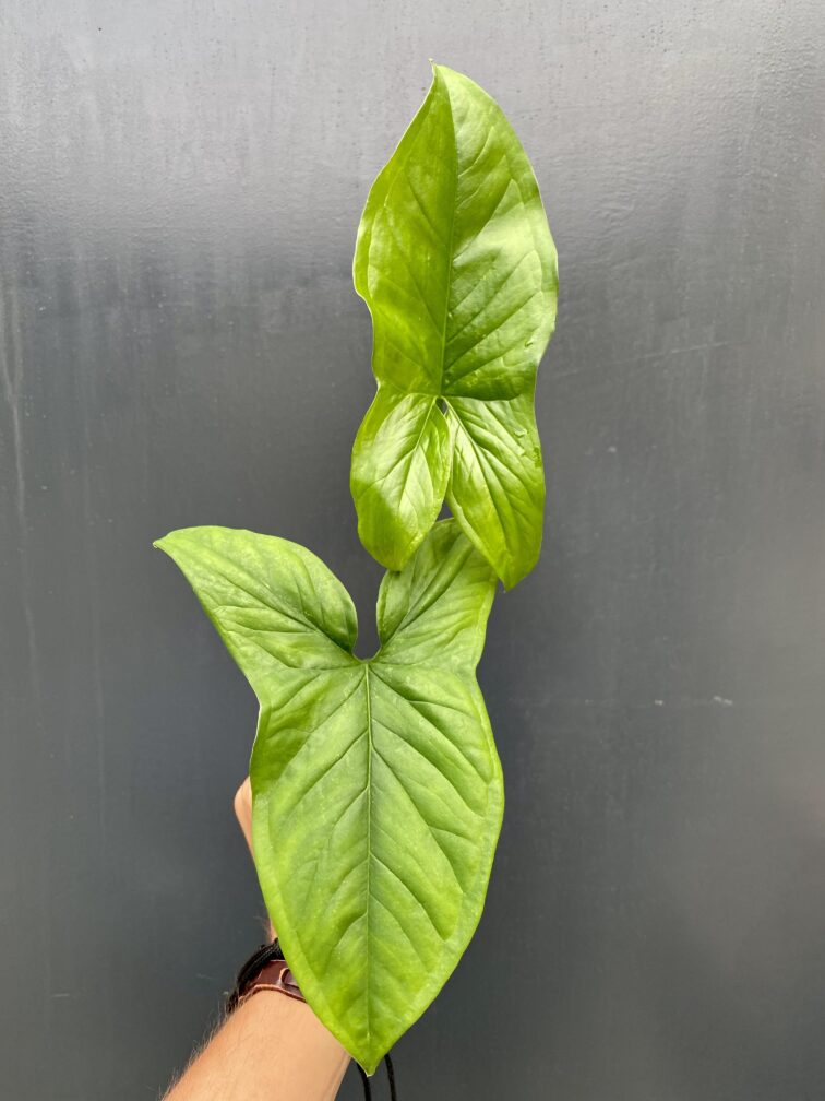 Zdjęcie rośliny Syngonium Emerald Gem - sadzonka, ujęcie 3