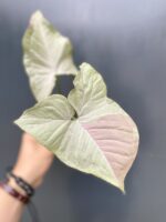 Zdjęcie rośliny Syngonium Pink Spot sadzonka, ujęcie 1