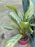 Zdjęcie rośliny Aglaonema Stripes, ujęcie 1