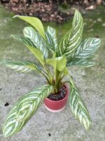 Zdjęcie rośliny Aglaonema Stripes, ujęcie 3