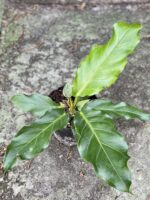 Zdjęcie rośliny Anthurium plowmanii, ujęcie 1