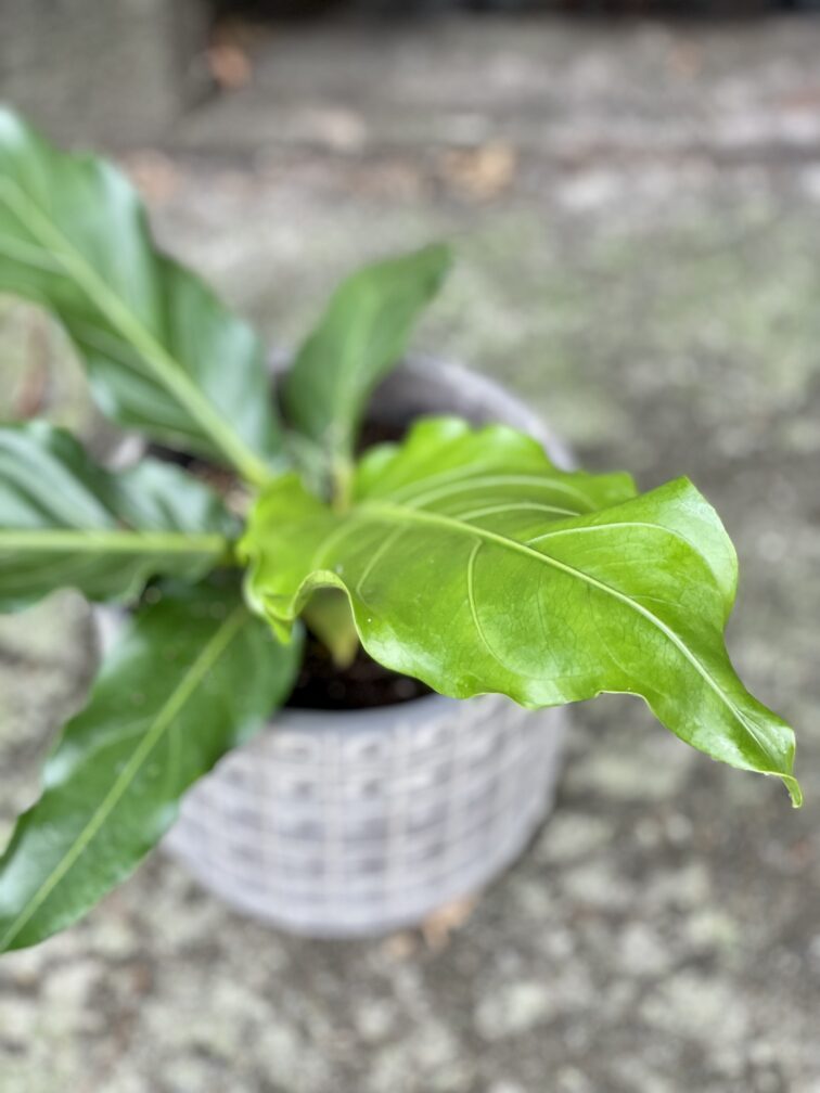 Zdjęcie rośliny Anthurium plowmanii, ujęcie 2