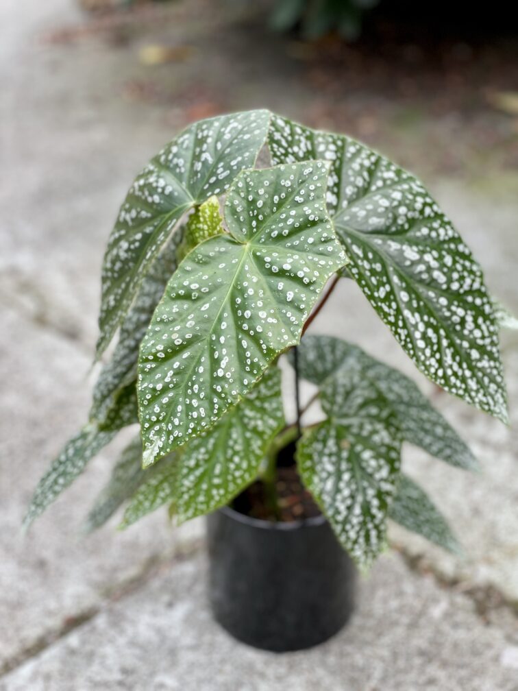 Zdjęcie rośliny Begonia albopicta, ujęcie 1