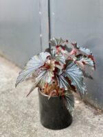 Zdjęcie rośliny Begonia Black Magic, ujęcie 3