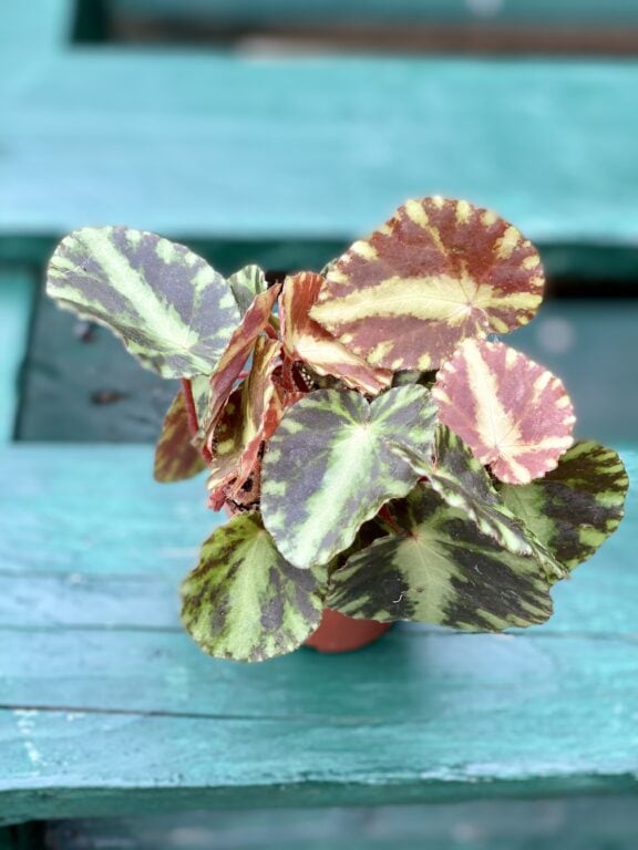 Zdjęcie rośliny Begonia Cleopatra, ujęcie 1