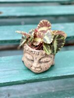 Zdjęcie rośliny Begonia Cleopatra, ujęcie 2