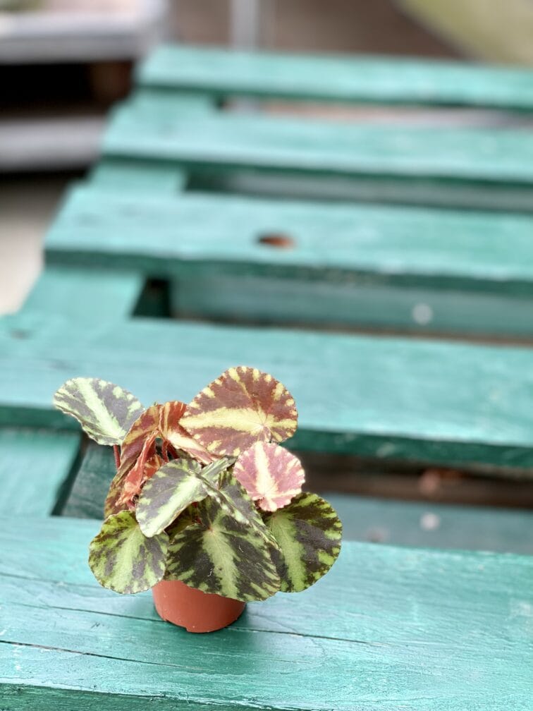 Zdjęcie rośliny Begonia Cleopatra, ujęcie 3