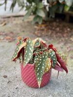 Zdjęcie rośliny Begonia Maculata, ujęcie 3