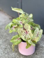 Zdjęcie rośliny Caladium Miss Muffet, ujęcie 1