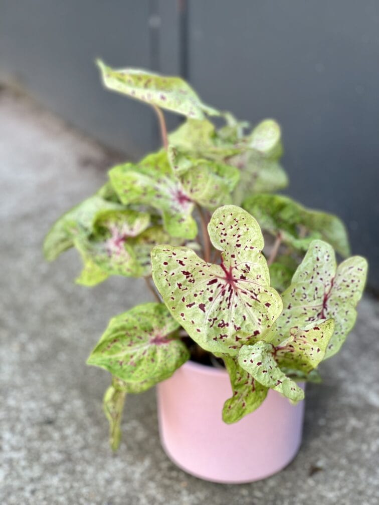 Zdjęcie rośliny Caladium Miss Muffet, ujęcie 1