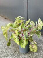 Zdjęcie rośliny Caladium Miss Muffet, ujęcie 2