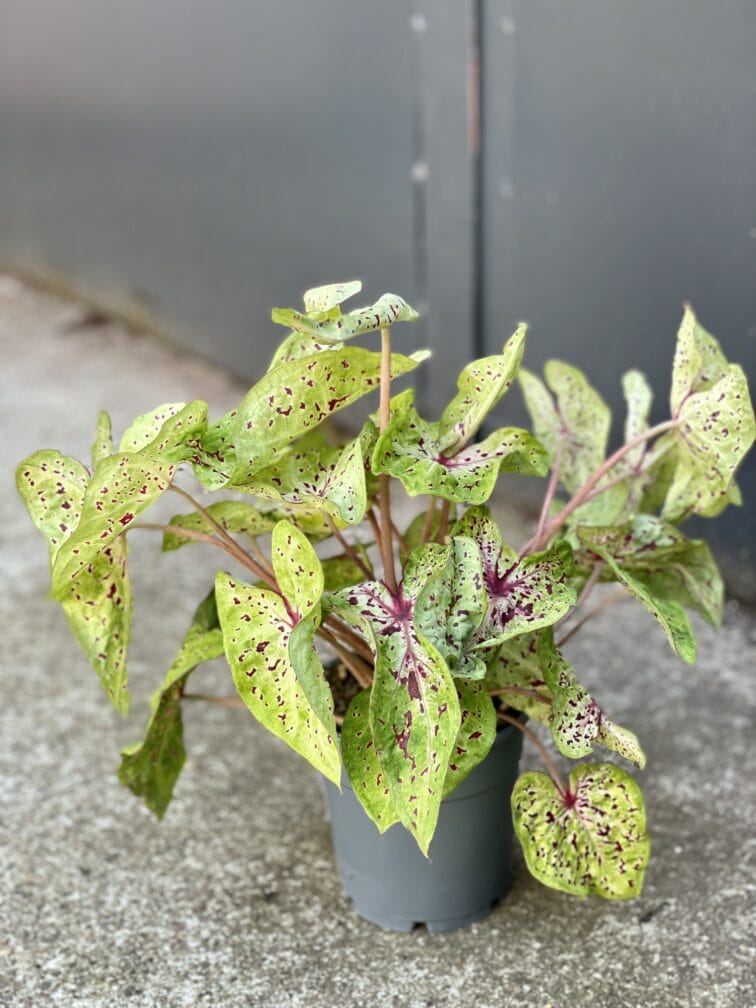 Zdjęcie rośliny Caladium Miss Muffet, ujęcie 2