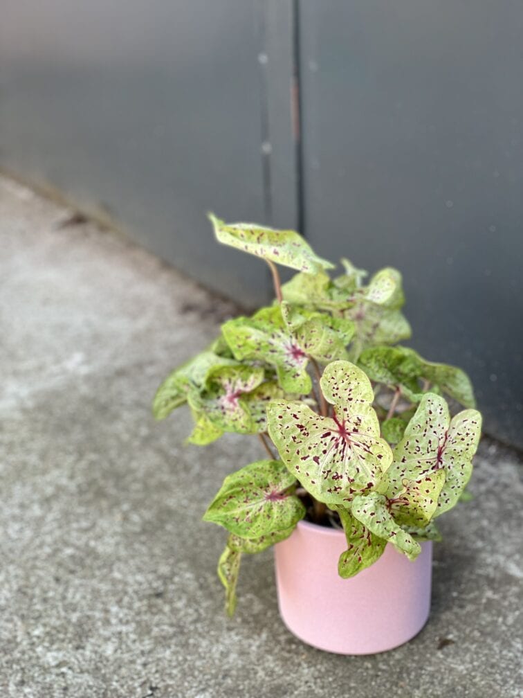 Zdjęcie rośliny Caladium Miss Muffet, ujęcie 3