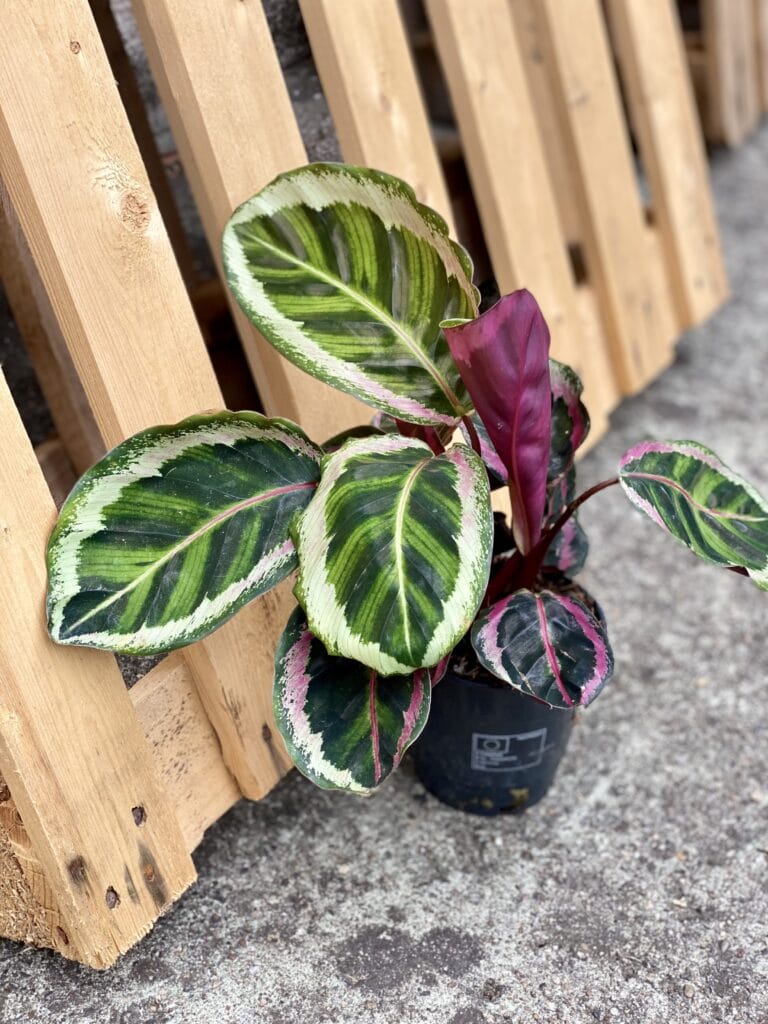 Calathea roseopicta Angela (Kalatea) - Jungle Boogie