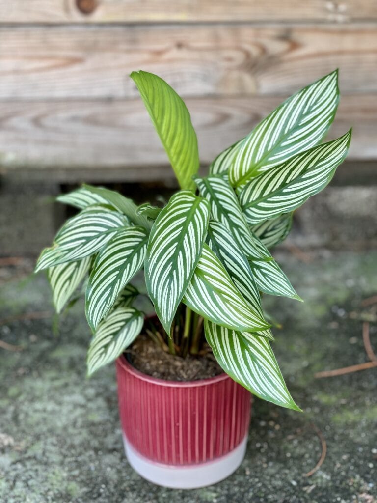 glücksfeder floraself zamioculcas zamiifolia Glücksfeder main image 0