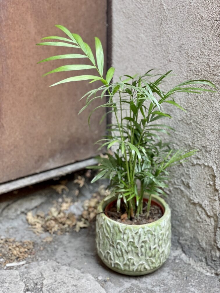 Zdjęcie rośliny Chamaedorea Elegans (Chemedora Wytworna), ujęcie 2