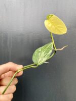 Zdjęcie rośliny Epipremnum pinnatum albo variegata - sadzonka szczytowa cięta, ujęcie 1