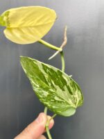 Zdjęcie rośliny Epipremnum pinnatum albo variegata - sadzonka szczytowa cięta, ujęcie 2