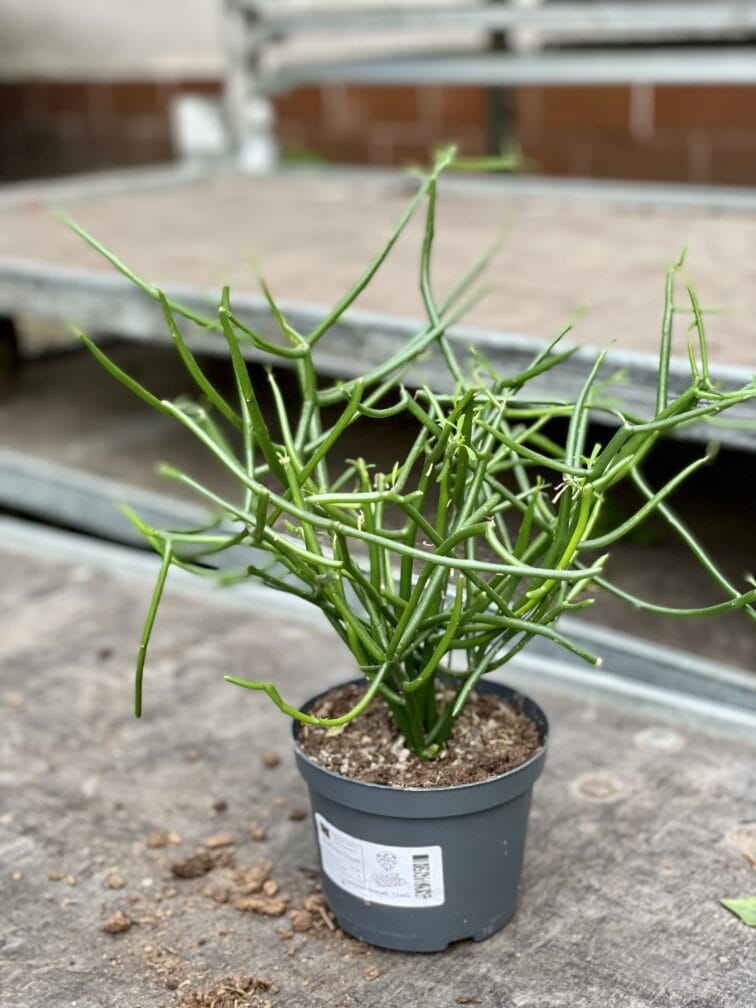 Zdjęcie rośliny Euphorbia Tirucalli, ujęcie 2