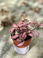 Zdjęcie rośliny Fittonia Pink Forest Flame, ujęcie 2