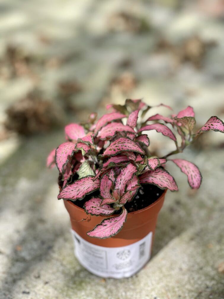 Zdjęcie rośliny Fittonia Pink Forest Flame, ujęcie 2