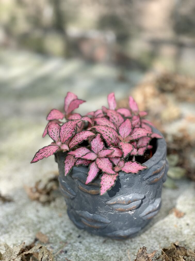 Zdjęcie rośliny Fittonia Pink Forest Flame, ujęcie 3