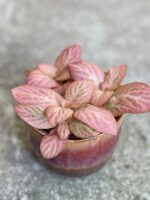 Zdjęcie rośliny Fittonia Pink Specik, ujęcie 1