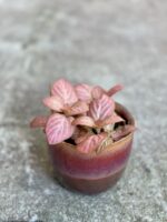 Zdjęcie rośliny Fittonia Pink Specik, ujęcie 3