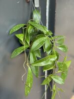 Zdjęcie rośliny Hoya Carnosa Splash, ujęcie 1