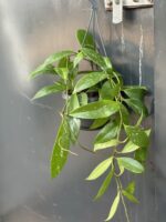 Zdjęcie rośliny Hoya Carnosa Splash, ujęcie 3