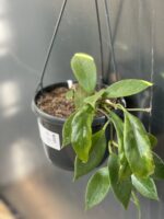 Zdjęcie rośliny Hoya carnosa Sunshine, ujęcie 3