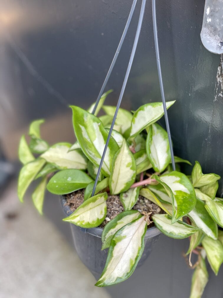 Zdjęcie rośliny Hoya Carnosa Tricolor, ujęcie 1