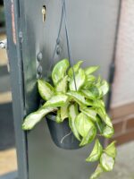 Zdjęcie rośliny Hoya Carnosa Tricolor, ujęcie 2