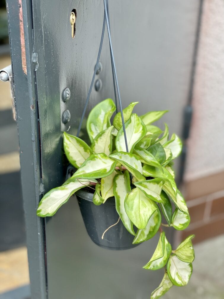 Zdjęcie rośliny Hoya Carnosa Tricolor, ujęcie 2