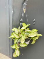 Zdjęcie rośliny Hoya Carnosa Tricolor, ujęcie 3