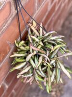 Zdjęcie rośliny Hoya wayetii (kentiana) variegata, ujęcie 1
